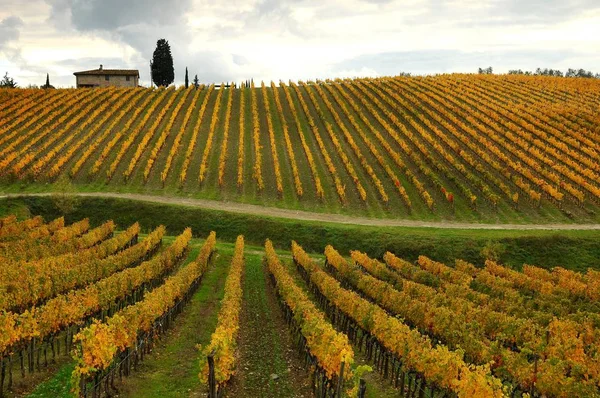 Hermosos viñedos de Toscana en otoño. Italia . —  Fotos de Stock