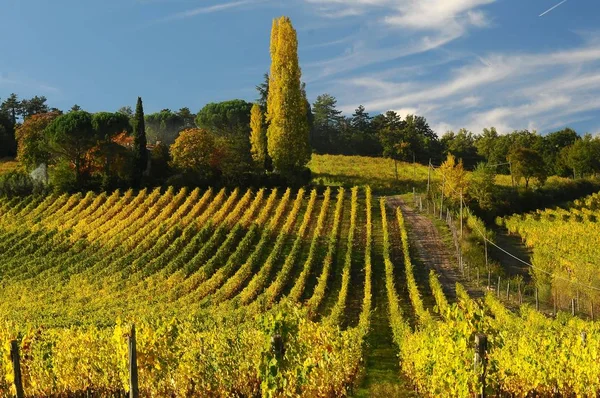 Vackra Tuscany vingårdar i höst. Italien. — Stockfoto