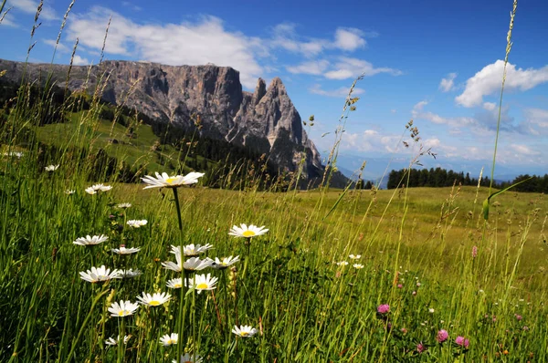 Sciliar dall'Alpe di Siusi, Dolomiti, Trentino-Alto Adige, Italia . — Foto Stock