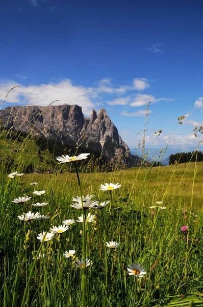 Sciliar från Seiser Alm Alpe di Siusi, Dolomiterna, Trentino-Alto Adige, Italien. — Stockfoto
