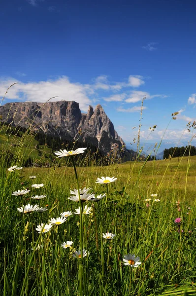 Sciliar from Seiser Alm Alpe di Siusi, Dolomites, Trentino-Alto Adige, Włochy. — Zdjęcie stockowe