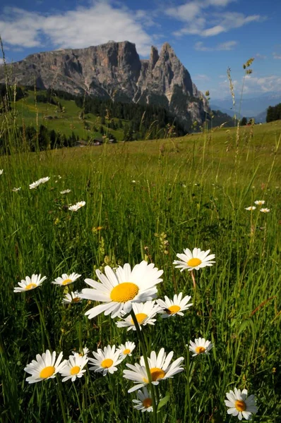 Sciliar from Seiser Alm Alpe di Siusi, Dolomites, Trentino-Alto Adige, Ιταλία. — Φωτογραφία Αρχείου