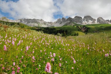 Val di Fiemme, Trento, İtalya Dolomites San Pellegrino çiçeklere geçmesi.