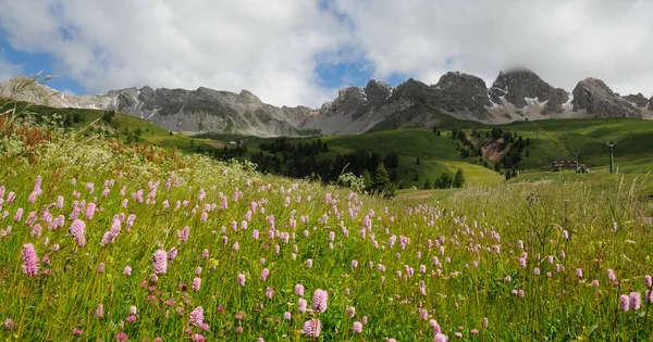 Hermosas flores en San Pellegrino pasar en las Dolomitas en el Val di Fiemme, Trento, Italia . —  Fotos de Stock