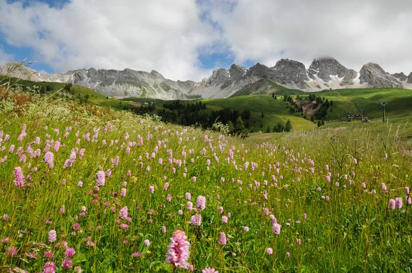 Flores en San Pellegrino pass in the Dolomites in the Val di Fiemme, Trento, Italia . —  Fotos de Stock