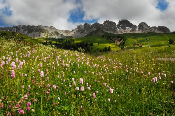 Flores en San Pellegrino pass in the Dolomites in the Val di Fiemme, Trento, Italia . —  Fotos de Stock