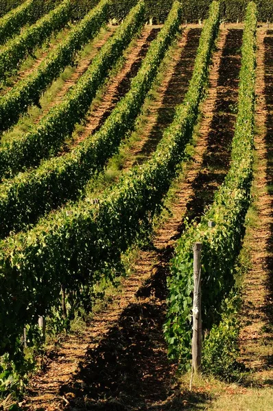 Zelená vinice v Itálii. Letní sezona. — Stock fotografie