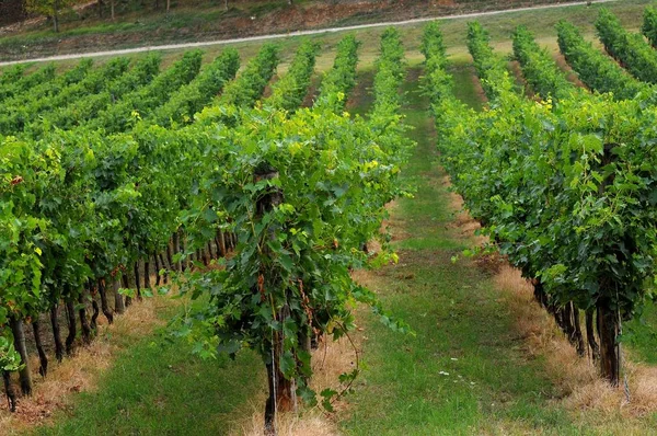 Viñedos Verdes en Italia. Temporada de verano . — Foto de Stock