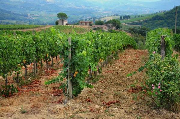 Green Vineyards in Italy. Summer Season. — Stock Photo, Image