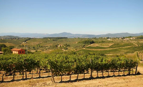 Green Vineyards in Italy. Summer Season. — Stock Photo, Image