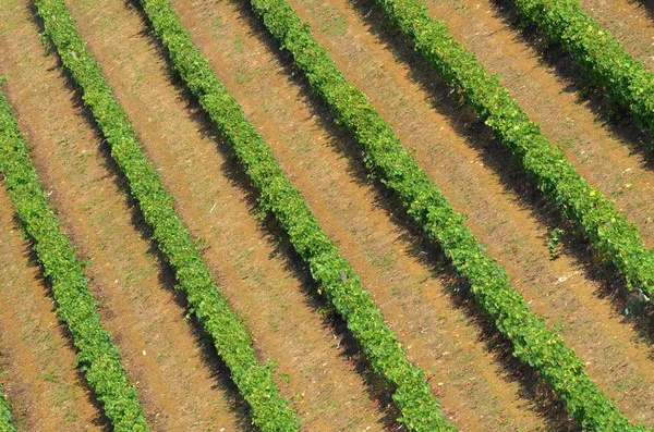 Vinhedos Verdes em Itália. Temporada de Verão . — Fotografia de Stock