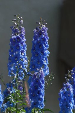 lupines Çiçek Bahçe Bolzano, İtalya.