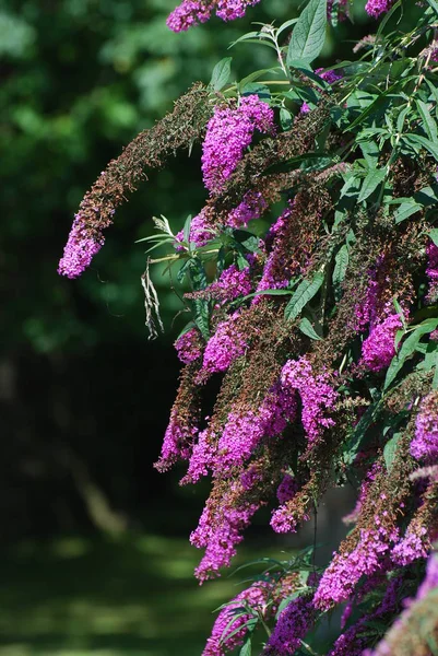 Paarse bloemen in een tuin in Innsbruck, Oostenrijk — Stockfoto