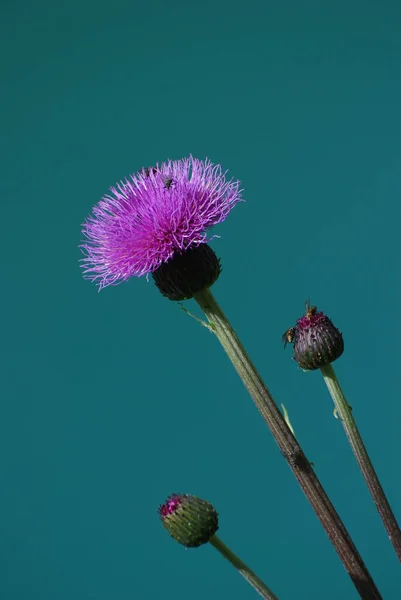 Flor no Lago Braies, Dolomiti, Itália — Fotografia de Stock