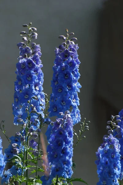 Lupines Çiçek Bahçe Bolzano, İtalya. — Stok fotoğraf