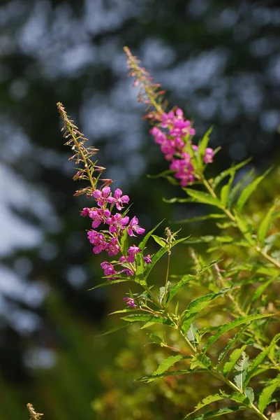 Gyönyörű Fucsia virágok, Dolomitok, Olaszország — Stock Fotó