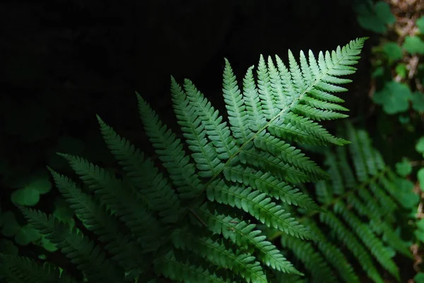 Ferns in a Forest — Stock Photo, Image