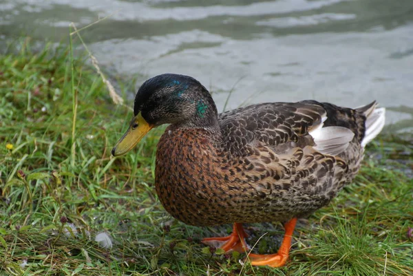 Duck in a lake in Dolomites — Stok Foto