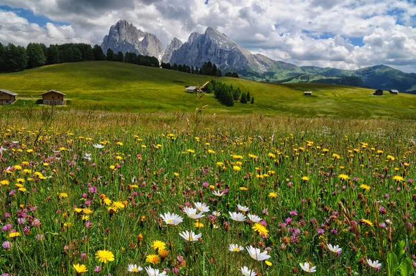 Widokiem na Sassolungo (Langkofel) i Sassopiatto Grupa włoskich Dolomitów z Alpe di Siusi w Val Gardena. — Zdjęcie stockowe