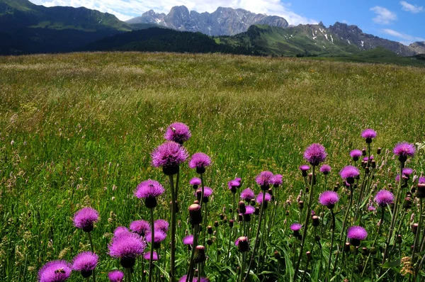 Beautiful Purples Flowers in Dolomites. Italy — Stock Photo, Image