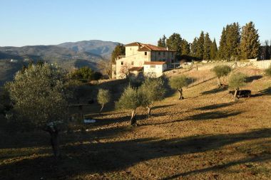 Tuscan kırsal manzara. zeytin ağaçları, Selvi ve inek ile Toskana bölgesindeki tipik çiftlik.