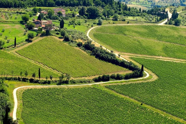 Vista sobre Viñedos del Pueblo de Nipozzano, Región de Chianti cerca de Florencia en Toscana, Italia . — Foto de Stock