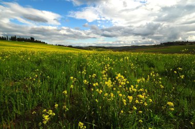 Sarı tecavüz çiçek ve Castellina in Chianti, Siena yakınındaki mavi bulutlu gökyüzü, Toskana yatay. İtalya.