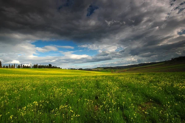 Tuscan landscape with yellow rape flowers and blue cloudy sky near Castellina in Chianti, Siena. Italy. — Stock Photo, Image