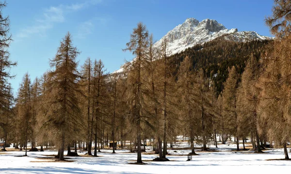 Krásná zimní scéna v Dolomitech. Forest modříny poblíž Sesto Pusteria, Itálie. — Stock fotografie