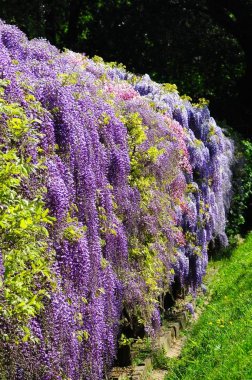 Güzel mor çiçek açan wisteria Bardini Gardens (Giardini Bardini) Floransa, Toskana, İtalya.