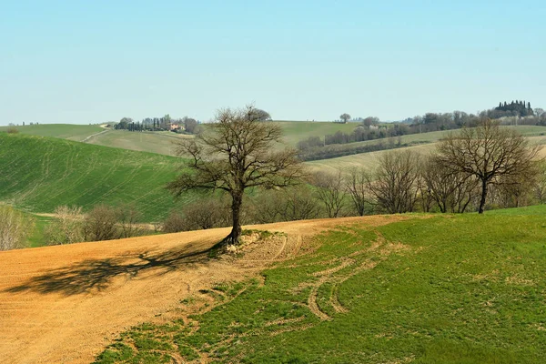 SAN QUIRICO D'ORCIA, TUSCANY / ITALY - MAR 31, 2017: typical tuscan landscape near San Quirico d'Orcia, with green rolling hills and trees. located in Siena countryside. Italy. — Stock Photo, Image