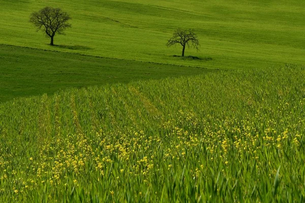 Paisagem toscana, vista panorâmica das colinas verdes em val 'd' orcia, perto de Pienza, Siena. Toscana, Itália . — Fotografia de Stock