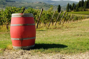 Eski şarap fıçıları, Yeşil üzüm bağıyla chianti bölge, Toskana, İtalya.