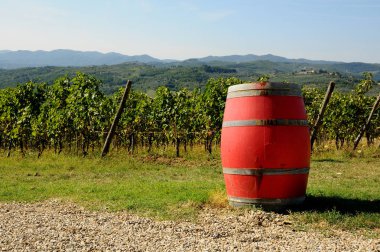 Eski şarap fıçıları, Yeşil üzüm bağıyla chianti bölge, Toskana, İtalya.