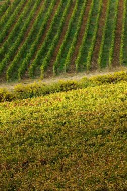 Bağ Toskana, Chianti, İtalya.
