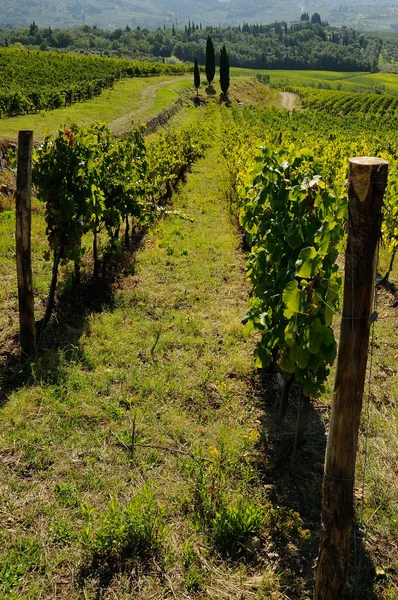 Agronegócio em Toscana, Chianti, Italia . — Fotografia de Stock