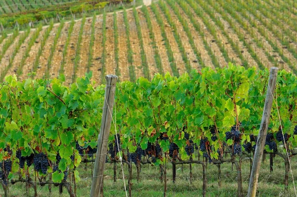 Vigneto in Toscana, Chianti, Italia . — Foto Stock