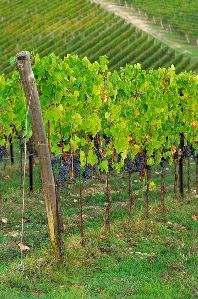 Červené vinné hrozny v Chianti, Toskánsko, Itálie. — Stock fotografie