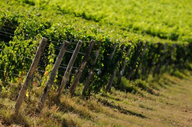 Bağ Toskana, Chianti, İtalya.