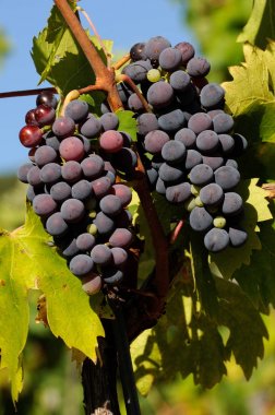 demet kırmızı Şaraplık çeşitler in Chianti, Toskana, İtalya.