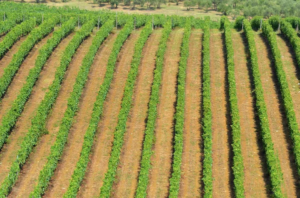 Agronegócio em Toscana, Chianti, Italia . — Fotografia de Stock