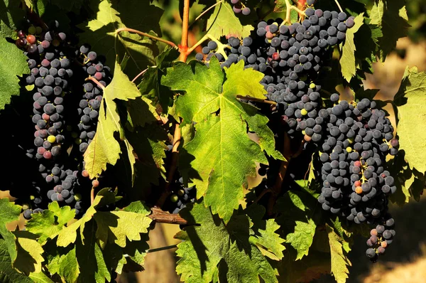 Bos van rode wijn druiven in Chianti, Toscane, Italië. — Stockfoto