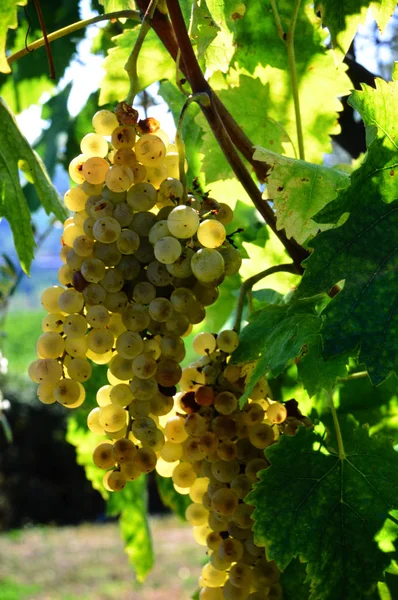 Parta z bílých hroznů, chianti, Toskánsko, Itálie. — Stock fotografie