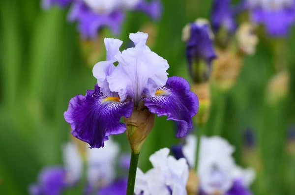 Iris bloemen in bloei in een beroemde tuin in de buurt van Florence. — Stockfoto