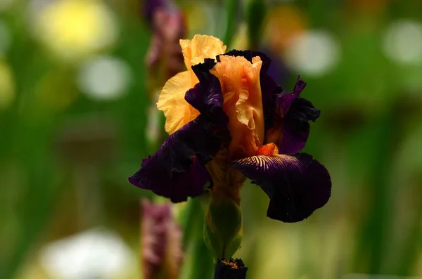 Fleurs d'iris en fleurs dans un célèbre jardin près de Florence . — Photo