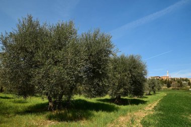 Pienza, Toskana / İtalya - Mar 31, 2017: zeytin ağaçları ve Pienza ünlü ortaçağ köyü. Siena kırsal kesimde yer alan. İtalya.