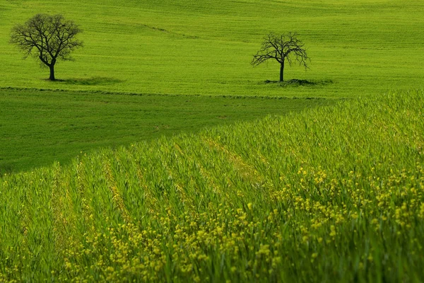 Toscaanse landschap, panorama-view van de groene glooiende heuvels in val hadden ' orcia met verkrachting bloemen en twee bomen op de achtergrond, in de buurt van Pienza, Siena. Toscane, Italië. — Stockfoto