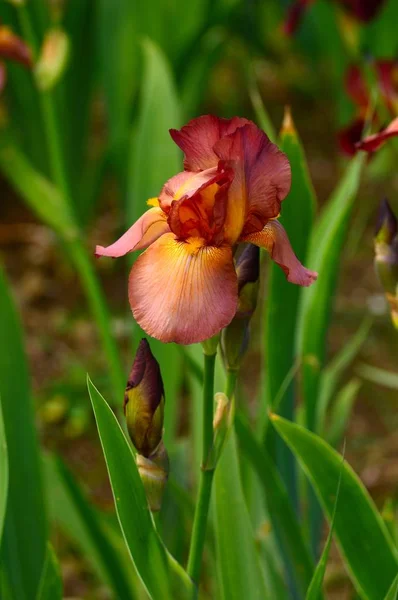 Iris bloemen in bloei in een tuin. — Stockfoto