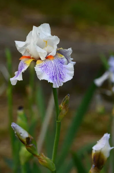 Iris bloemen in bloei in een tuin. — Stockfoto