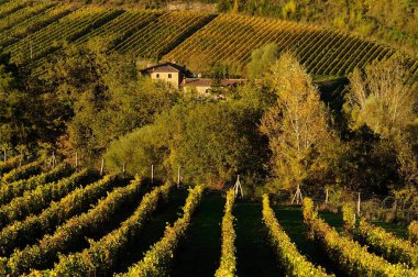Satır bağ, Toskana, İtalya.